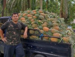 Vernando Sitinjak, Pengusaha Nanas Madu Asal Medan “Sekecil apapun Usahanya, Kita Sendiri Bosnya”