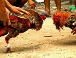 8 Terduga Pelaku Judi Sabung Ayam Di Bogor,  Dikenai Wajib Lapor Sampai Waktu Yang Tidak Ditentukan