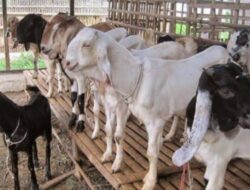 Puluhan Kambing di Palu Terserang Penyakit Mata Jelang Idul Adha