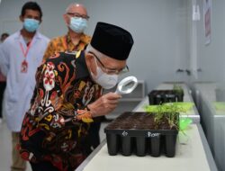 Wapres Ma’ruf Amin Dukung Papua Selatan Jadi Pusat Industri Gula