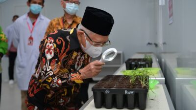 Wapres Ma’ruf Amin Dukung Papua Selatan Jadi Pusat Industri Gula