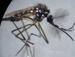 Dinkes Jakarta Rilis Nyamuk Wolbachia untuk Tekan DBD