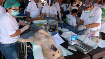 Cegah Rabies, Pemprov Bali Kerahkan Tim Siaga Rabies